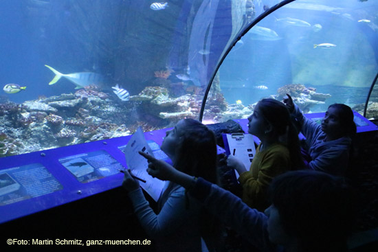 Fisch-Inventur bei Sea-Life (©Foto: Martin Schmitz)